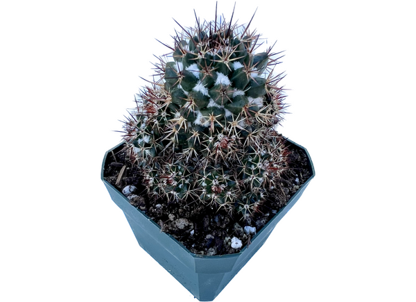Mammillaria voburnensis, snowy cactus, cactus for sale, beautiful cacti