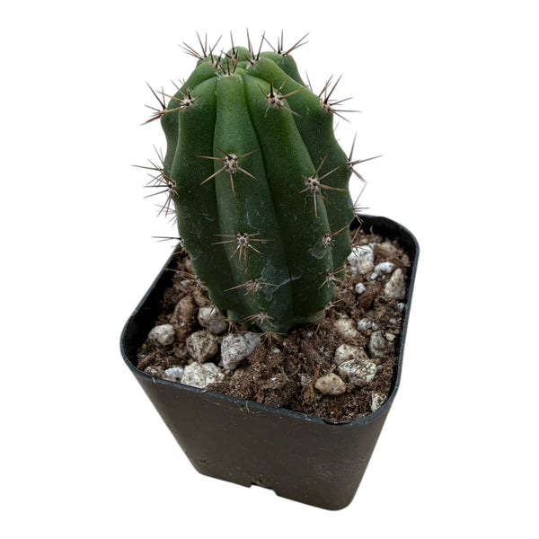 Trichocereus pachanoi