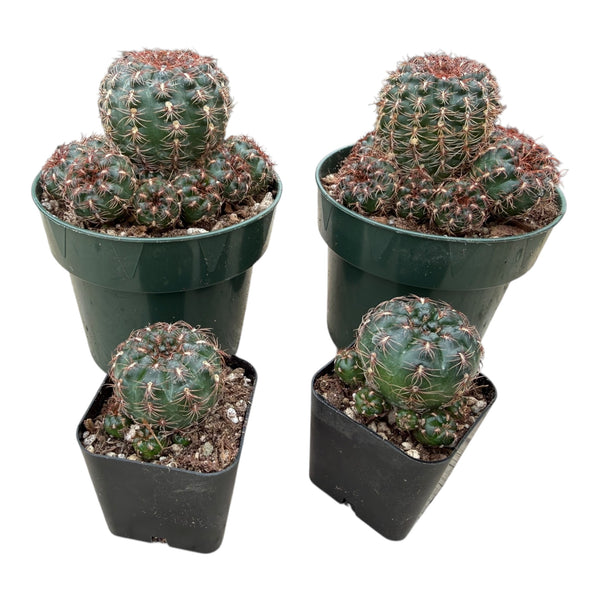 Gymnocalycium mesopotamicum