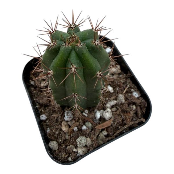 Trichocereus pachanoi