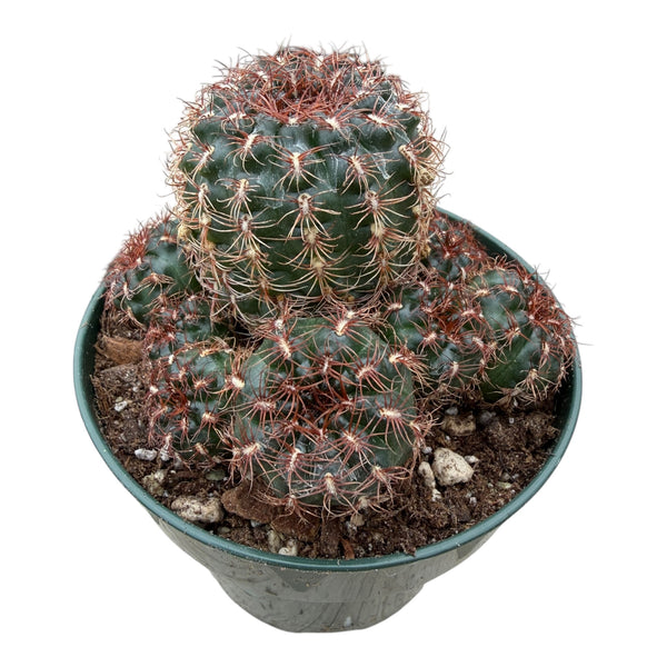 Gymnocalycium mesopotamicum