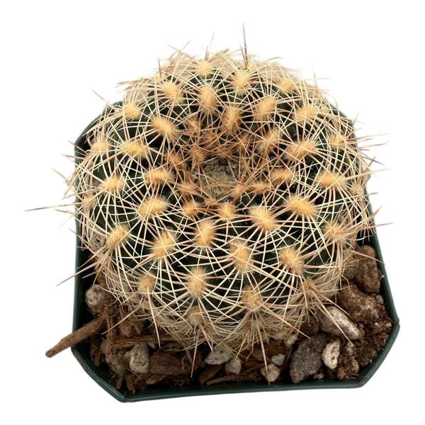 Gymnocalycium bruchii