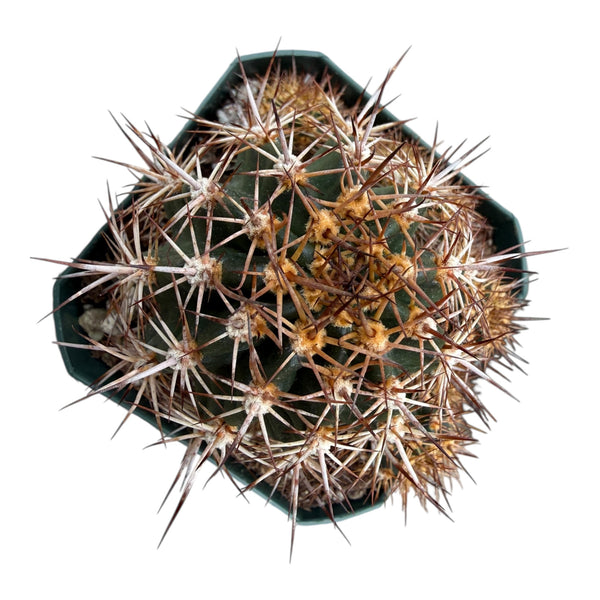 Echinopsis crassicaulis (Red Velvet)