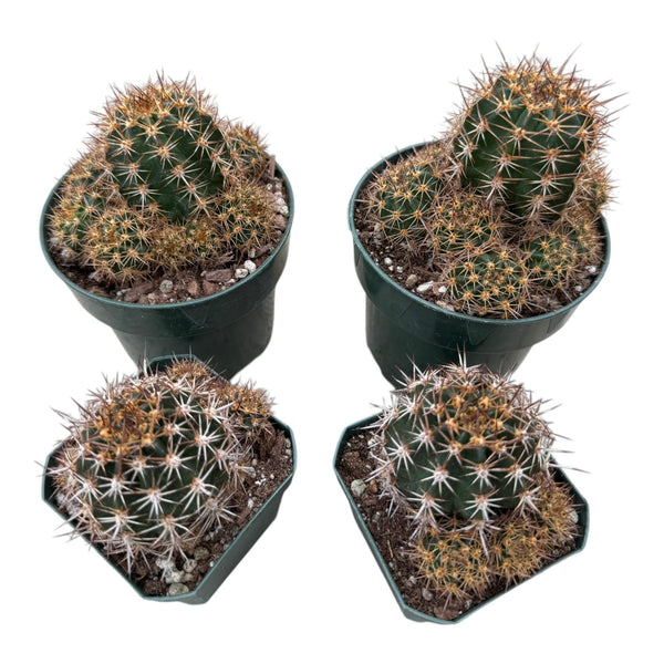 Echinopsis crassicaulis (Red Velvet)