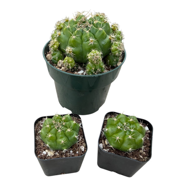 Gymnocalycium damsii var. multiproliferum