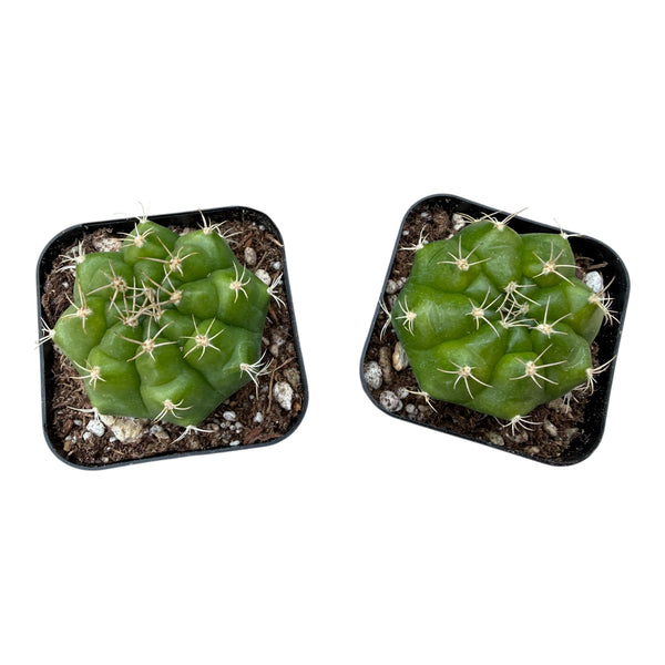 Gymnocalycium damsii var. multiproliferum