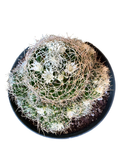 Mammillaria decipiens ssp. camptotricha (Bird's Nest Cactus)