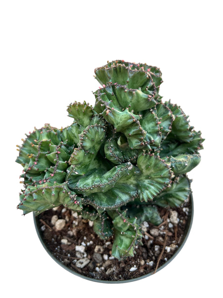 Euphorbia lactea Cristata (Brain Cactus)