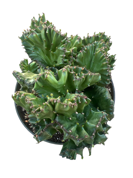 Euphorbia lactea Cristata (Brain Cactus)