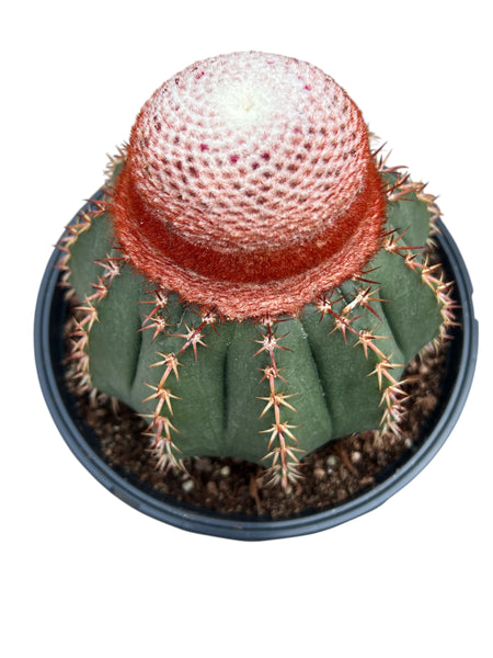 Melocactus conoideus
