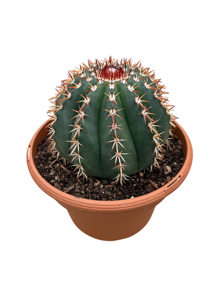 Melocactus conoideus