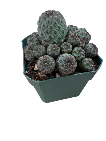 Sulcorebutia rauschii