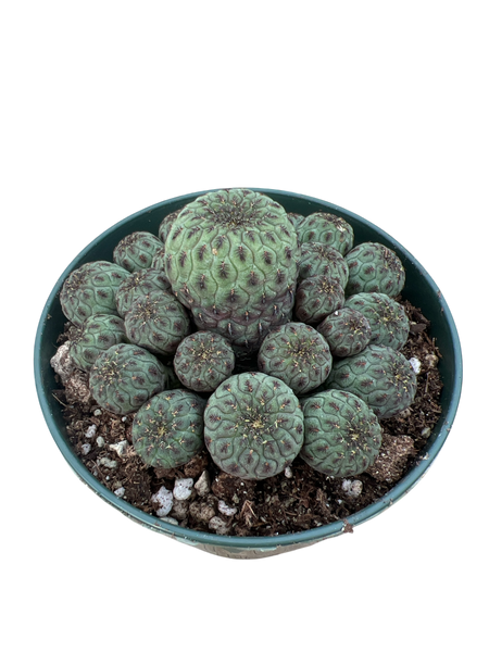 Sulcorebutia rauschii
