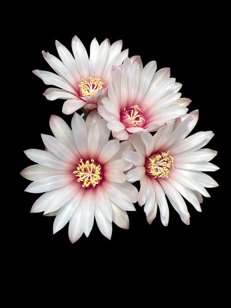 Gymnocalycium fleischerianum