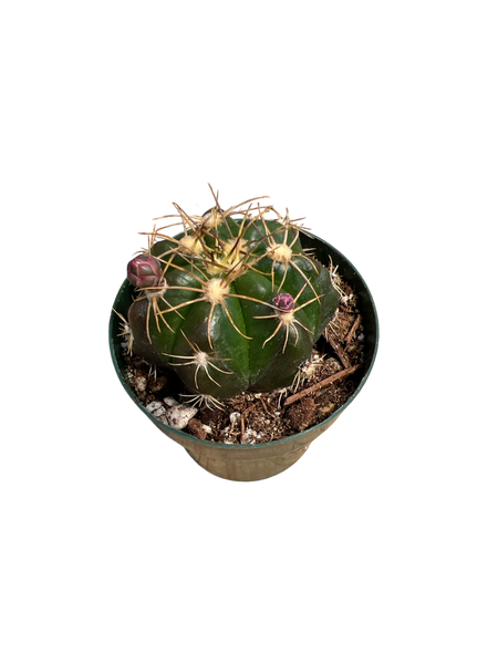 Gymnocalycium fleischerianum