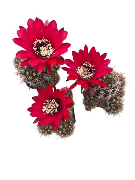 Echinopsis crassicaulis 'Red Velvet'