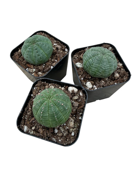 Euphorbia Obesa (Baseball Plant)