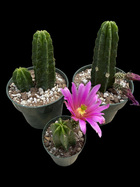Echinocereus viereckii subsp morricalii