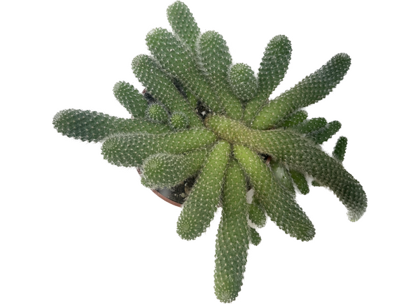Cacti – Rita Lee's Nursery