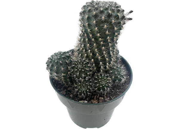 Rebutia fiebrigii (Orange Crown Cactus)