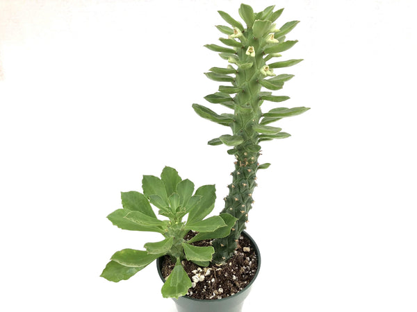 Euphorbia Succulenta (Monadenium stapelioides)