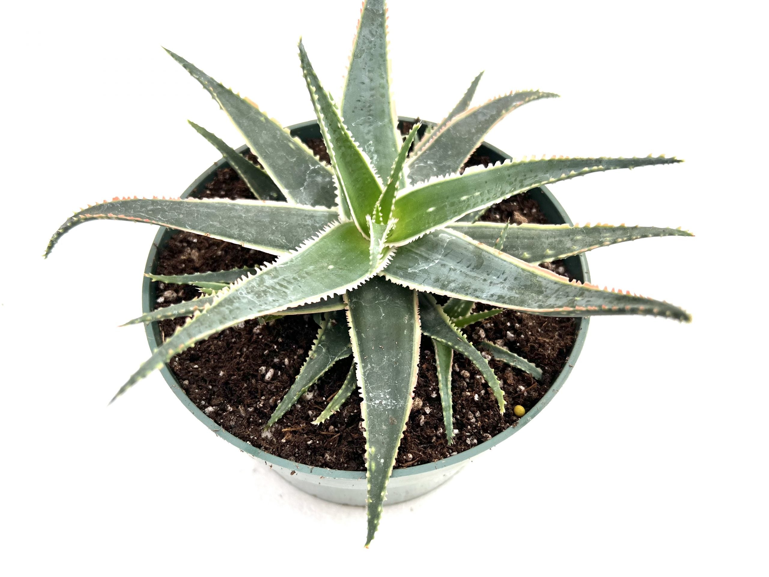aloe vera plant for toothache Aloe dental works – Rita Lee's Nursery