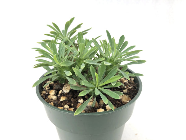Euphorbia bupleurifolia x susanne