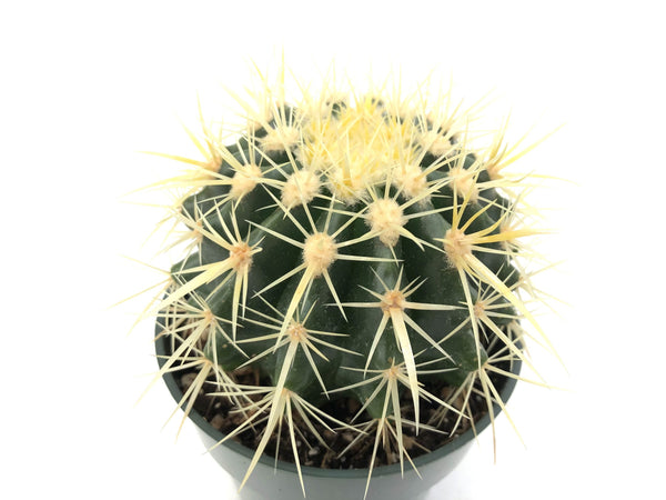 Echinocactus grusonii (Golden Barrel), spiky cactus, spiky cacti, cacti needles, yellow spine cactus, Oregon cactus, cacti for sale in Salem