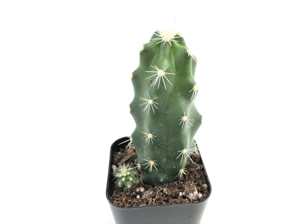 Echinocereus pentalophus (Lady Finger Cactus)