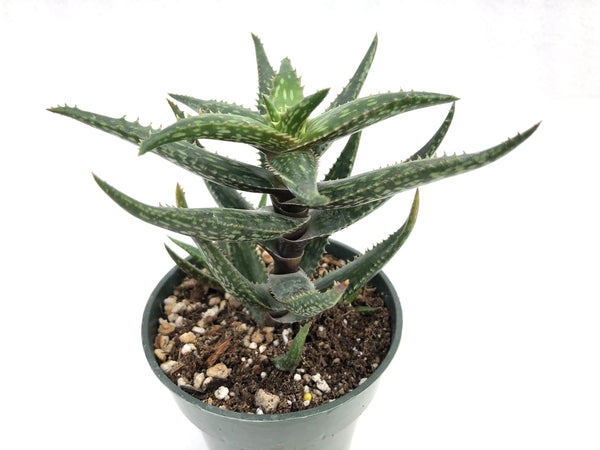 Aloe Jucunda, Oregon Cactus, Oregon Cacti, Cactus, Cacti