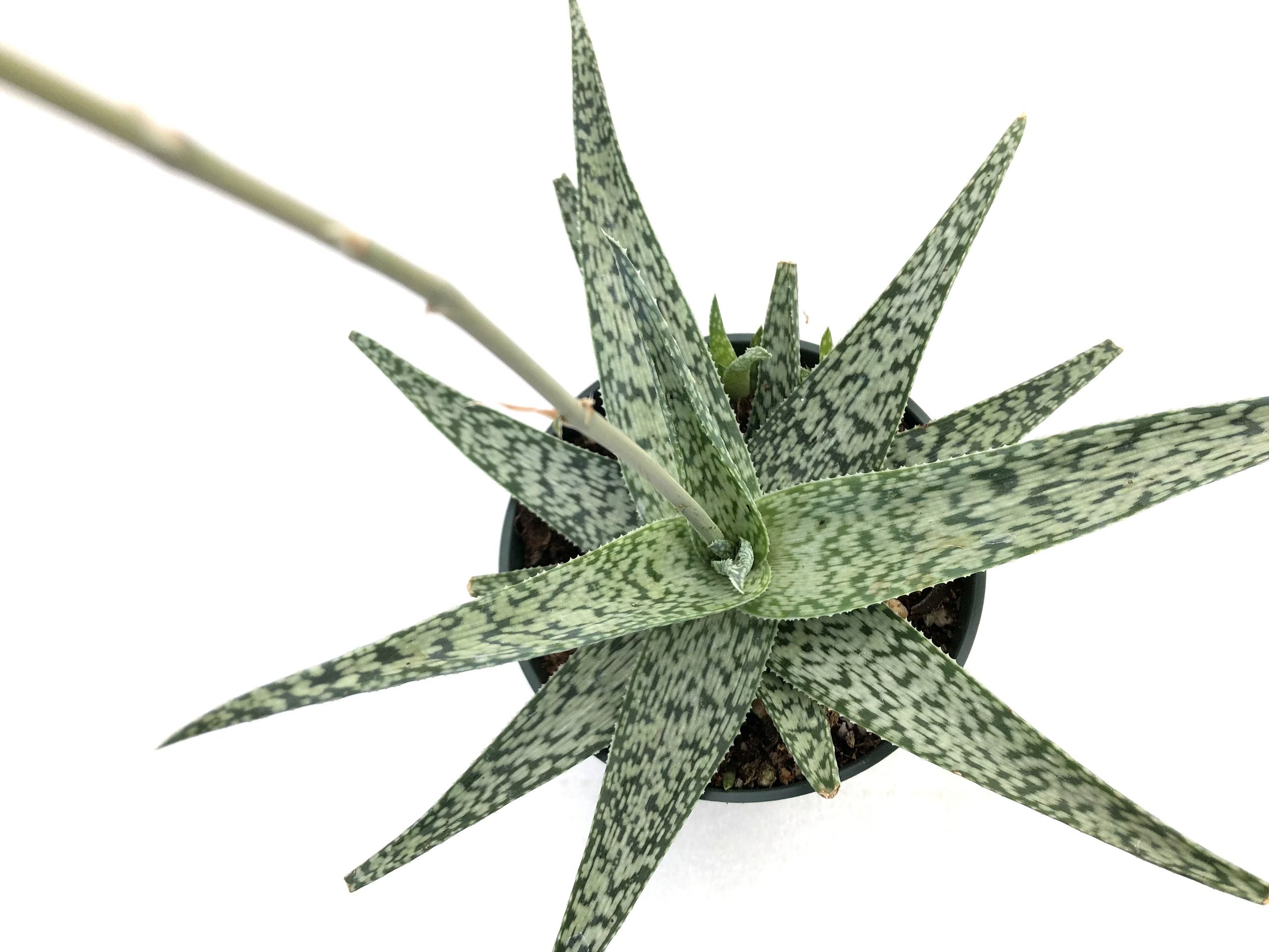albino aloe vera plant Aloe white beauty – Rita Lee's Nursery
