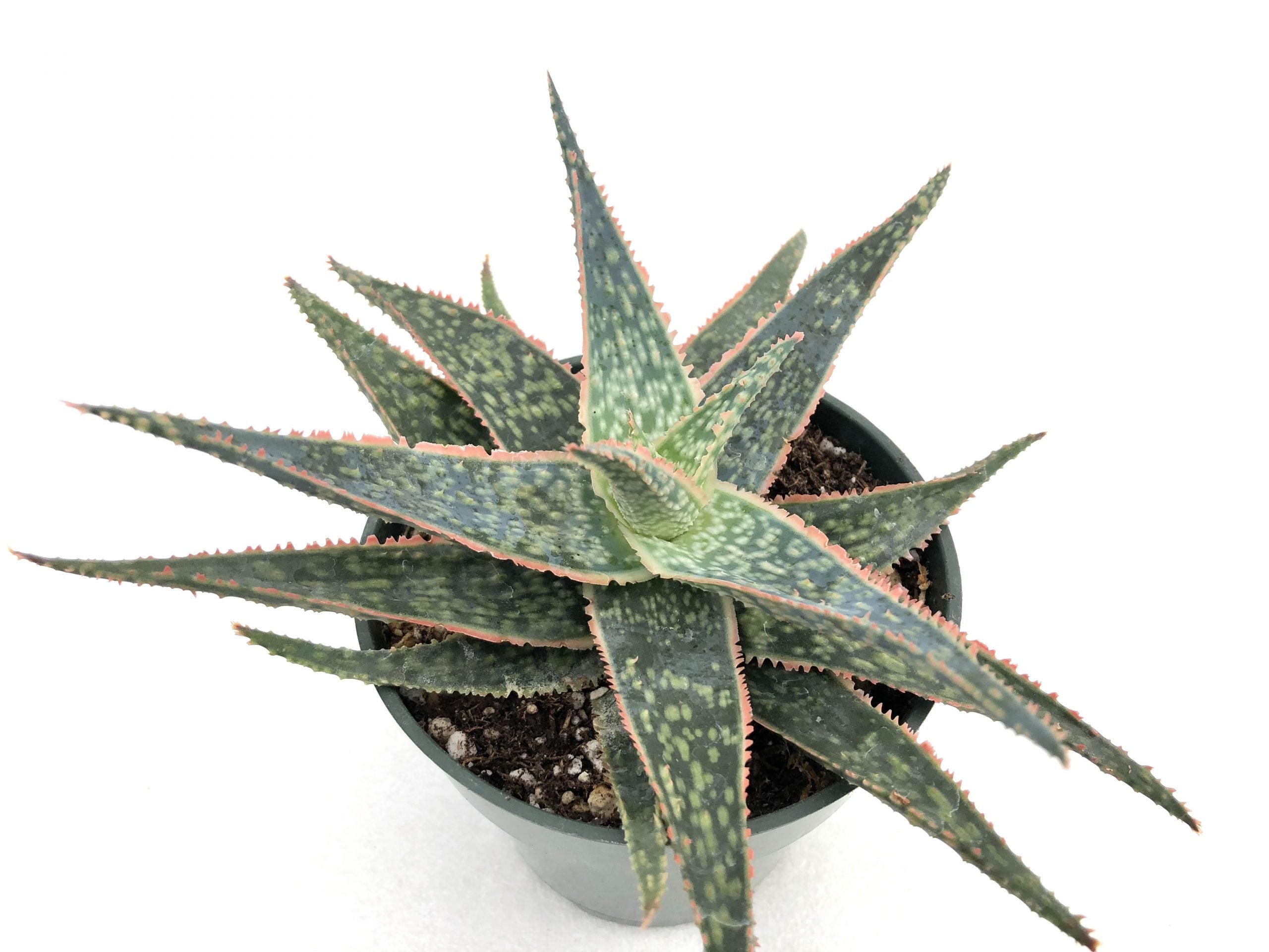 star aloe vera plant Aloe bright star (Donnie) – Rita Lee's Nursery
