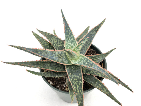 Aloe bright star (Donnie), Oregon Cactus, Oregon Cacti, Cactus, Cacti