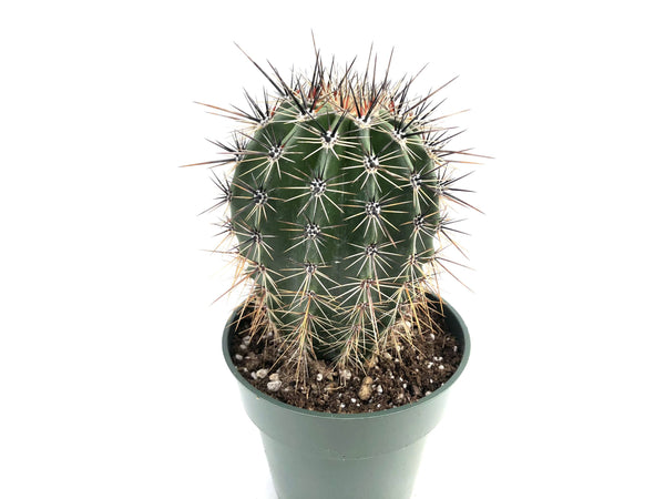 Carnegiea giguntea (Saguaro cactus)
