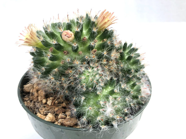 Mammillaria bocasana (Powder Puff Cactus)