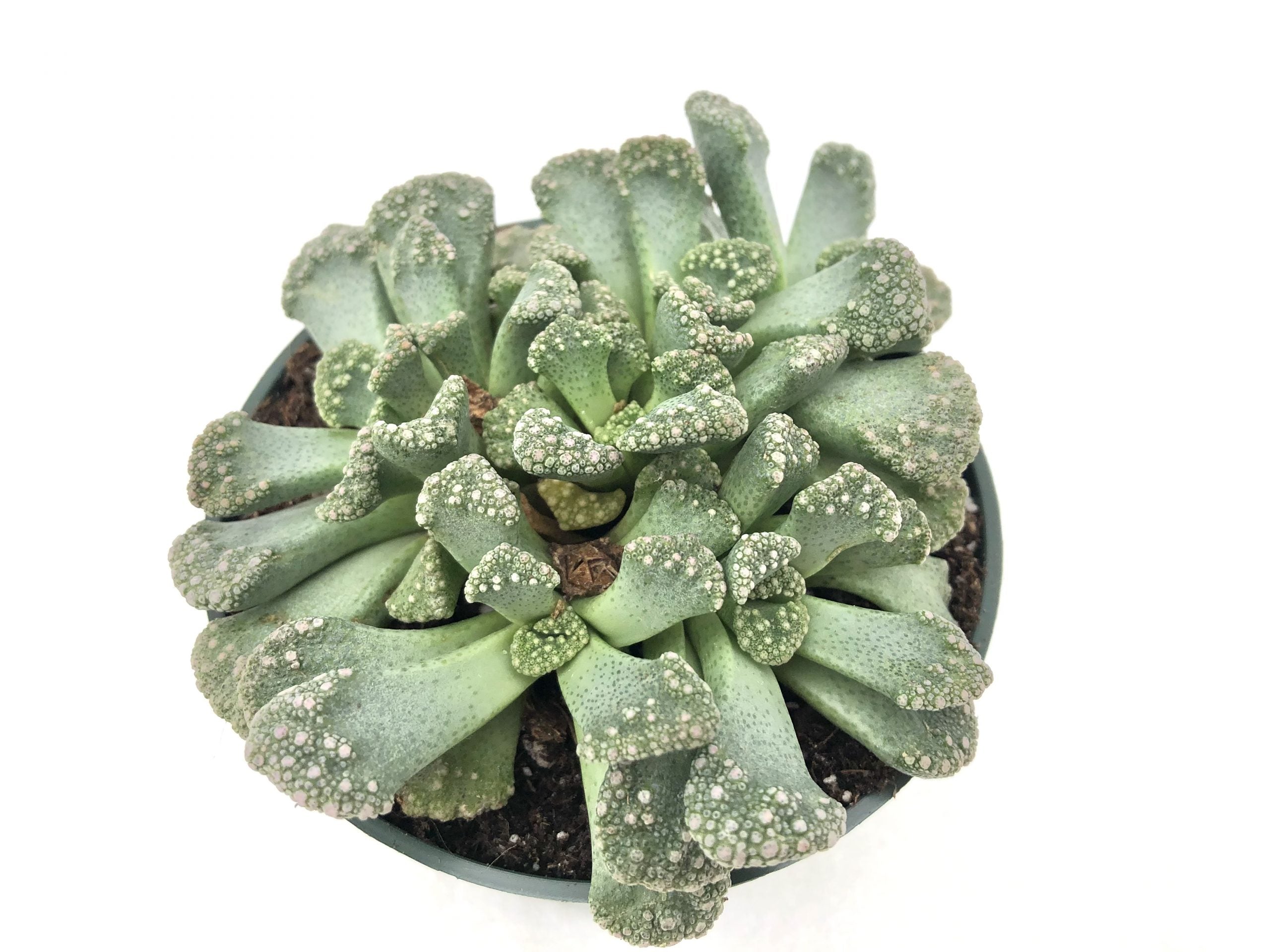 titanopsis succulent Concrete Leaf