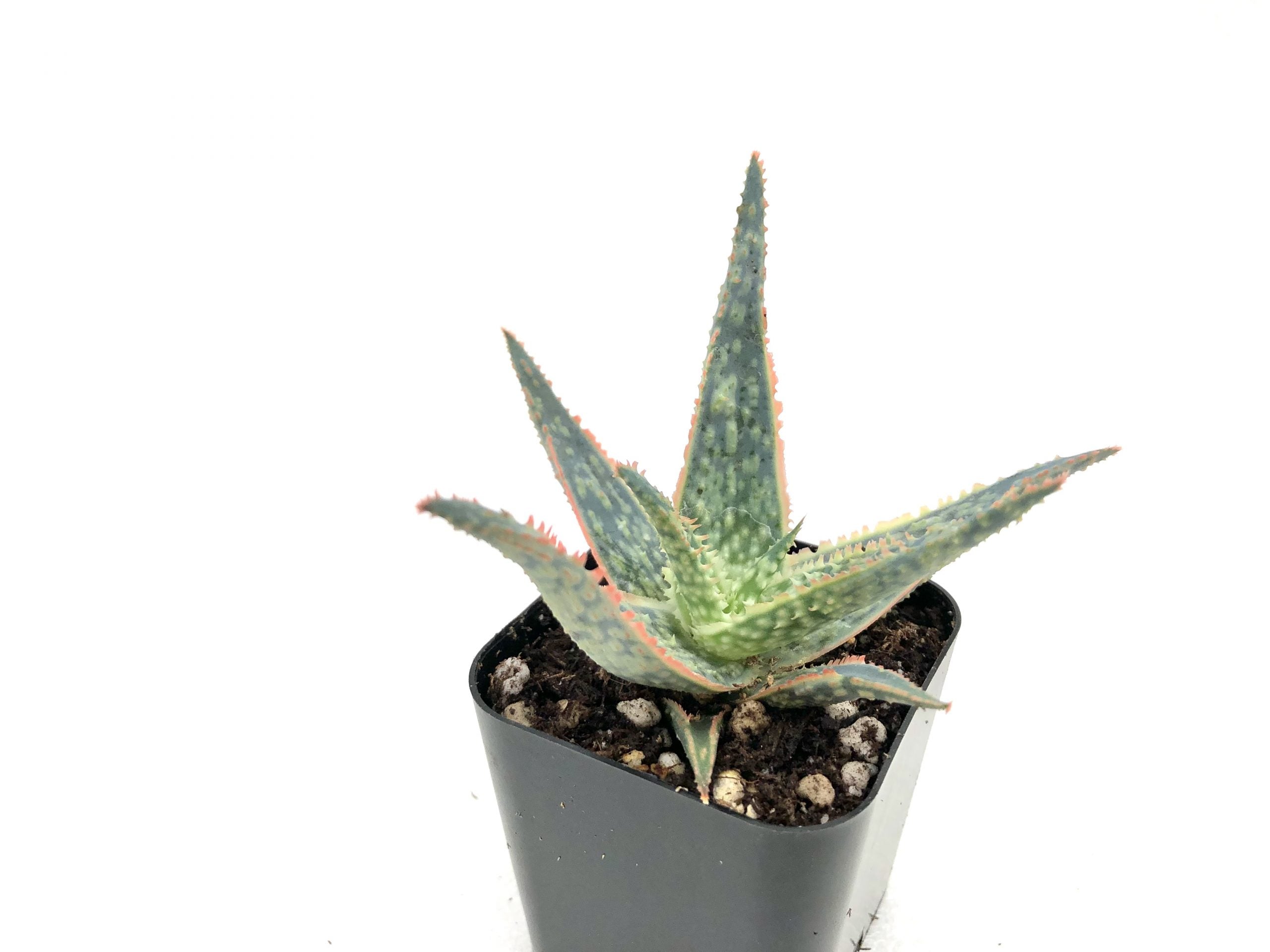 aloe star succulent Aloe bright star (Donnie) – Rita Lee's Nursery