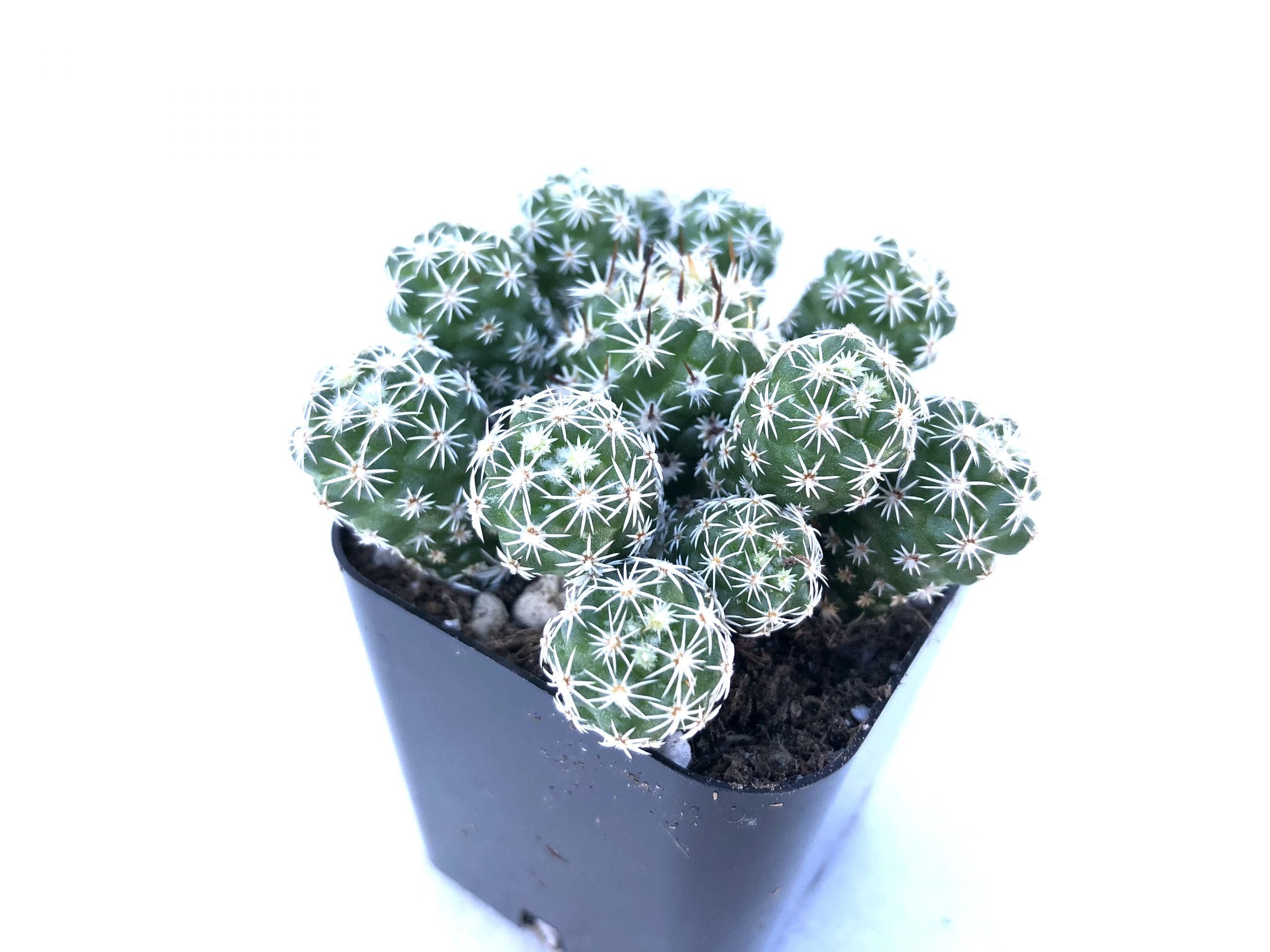 fragile succulents Mammillaria gracilis fragilis – Rita Lee's Nursery