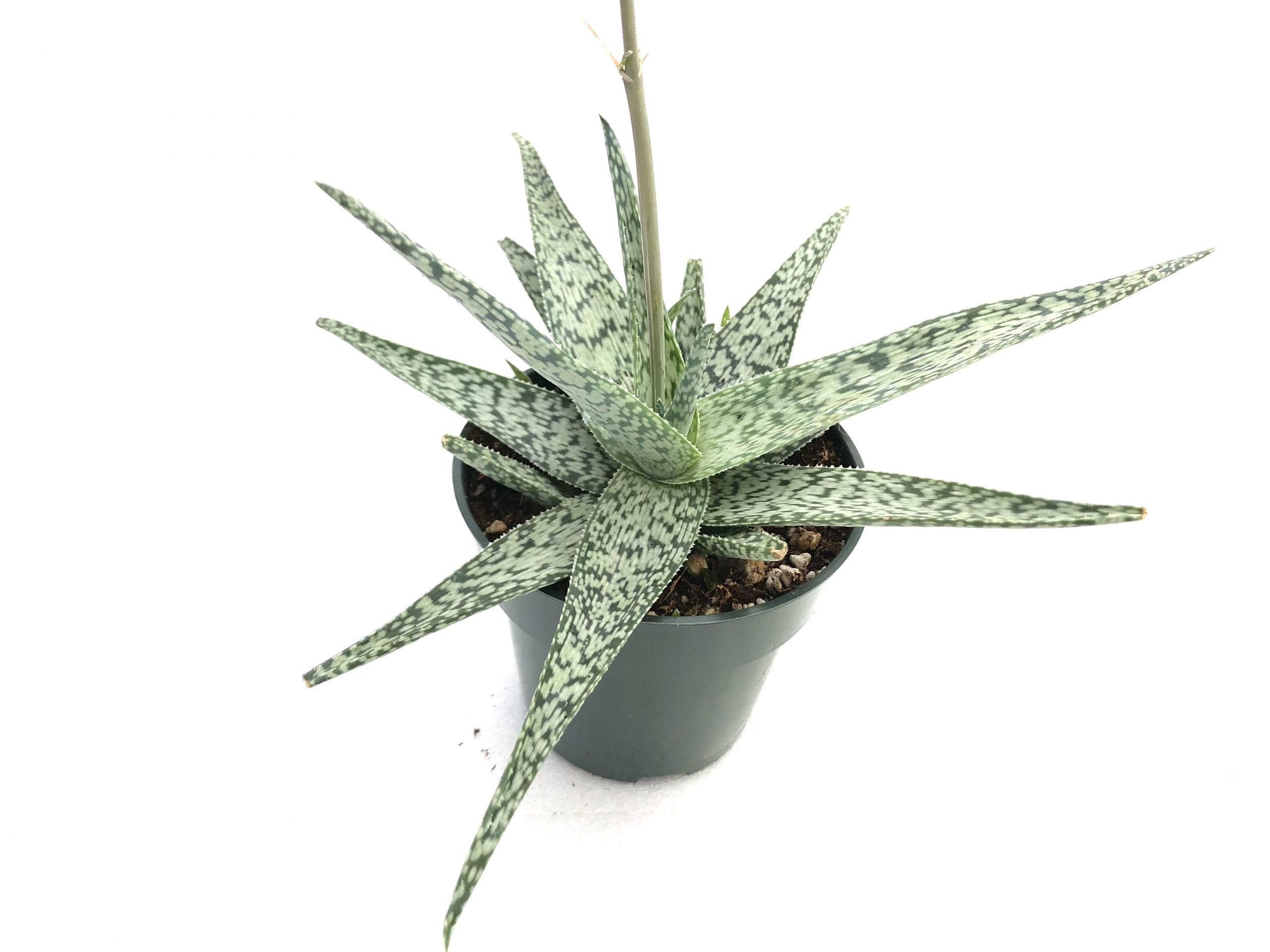 green and white aloe vera plant Aloe white beauty – Rita Lee's Nursery