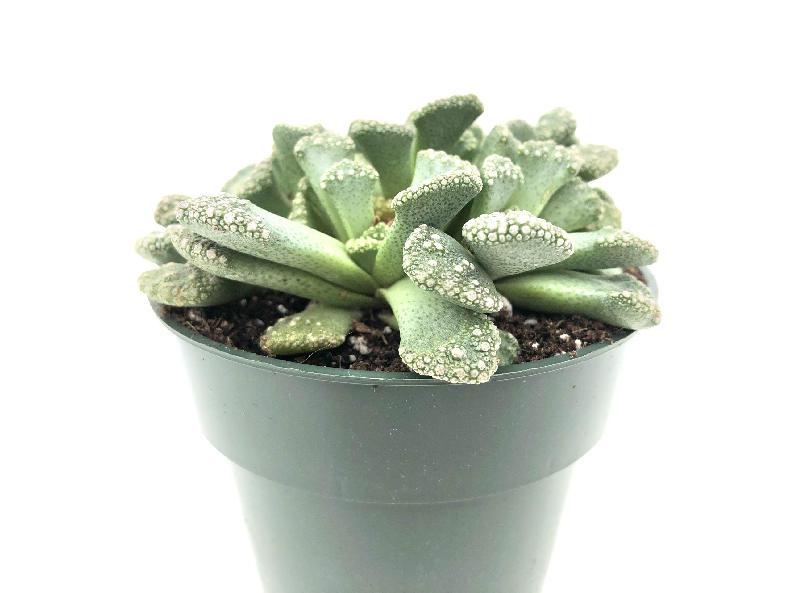 titanopsis succulent Concrete Leaf