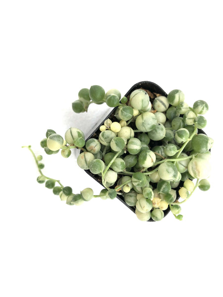 Senecio rowleyanus variegata (String of Pearls)