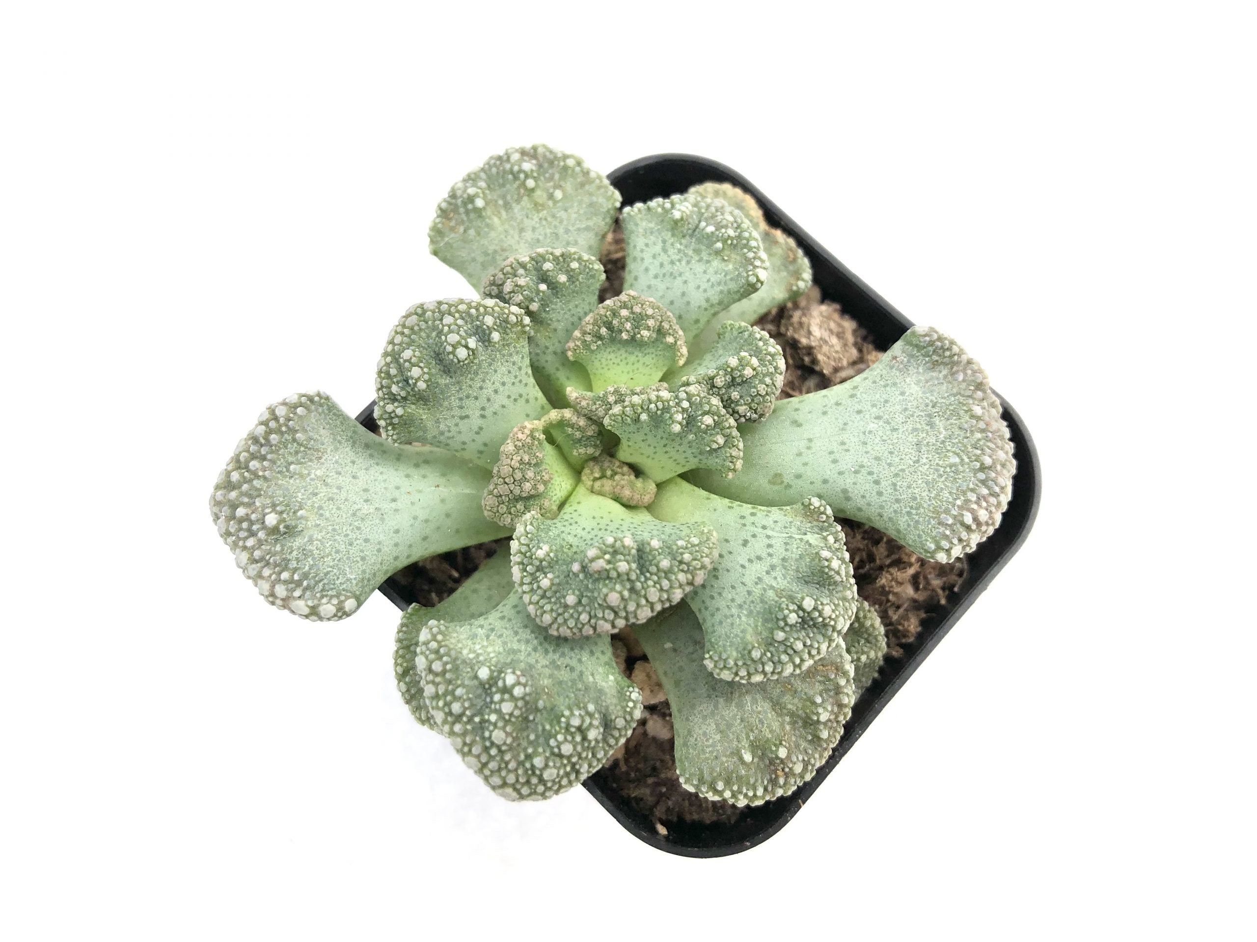 titanopsis succulent Concrete Leaf