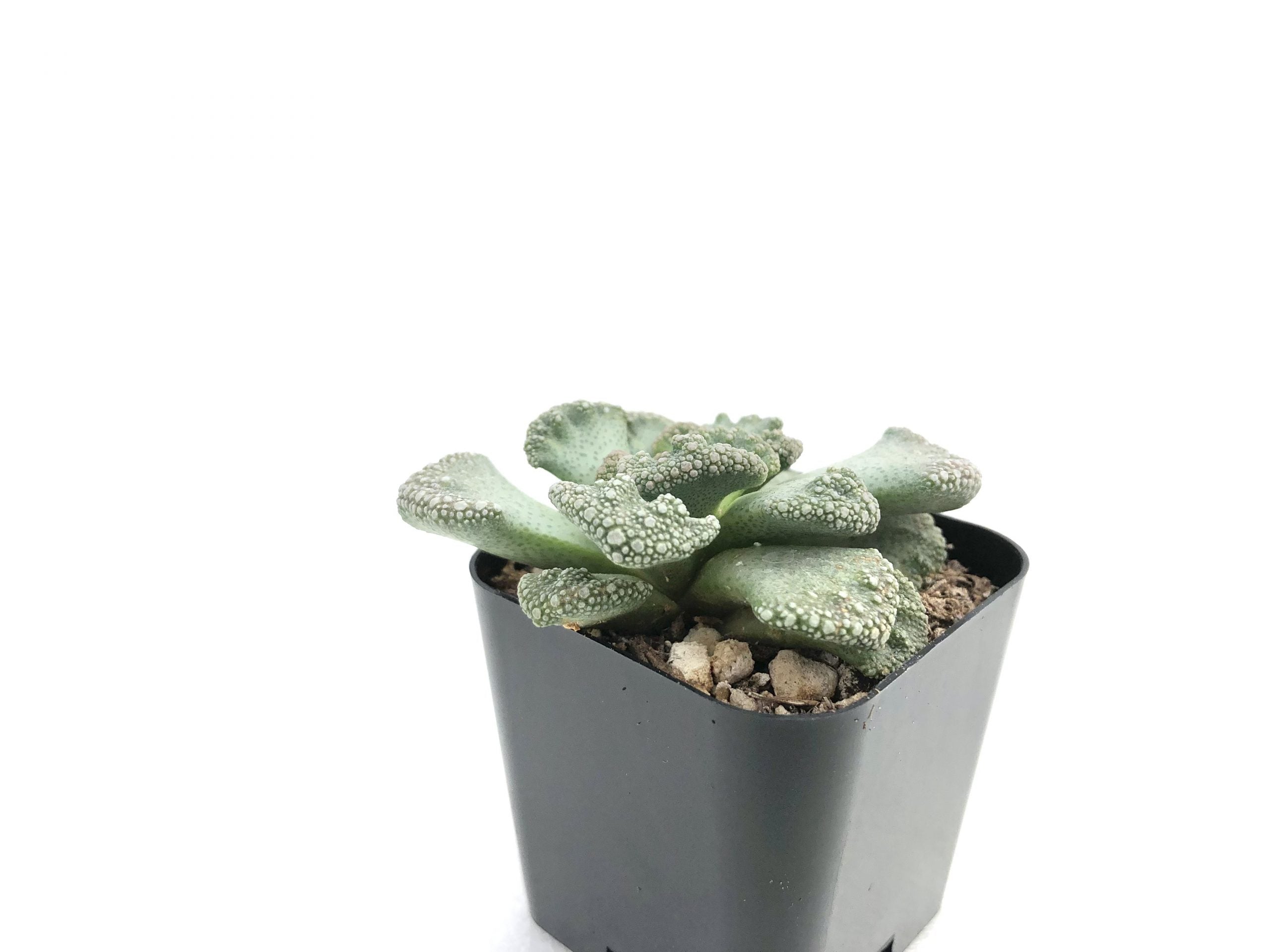 titanopsis succulent Concrete Leaf