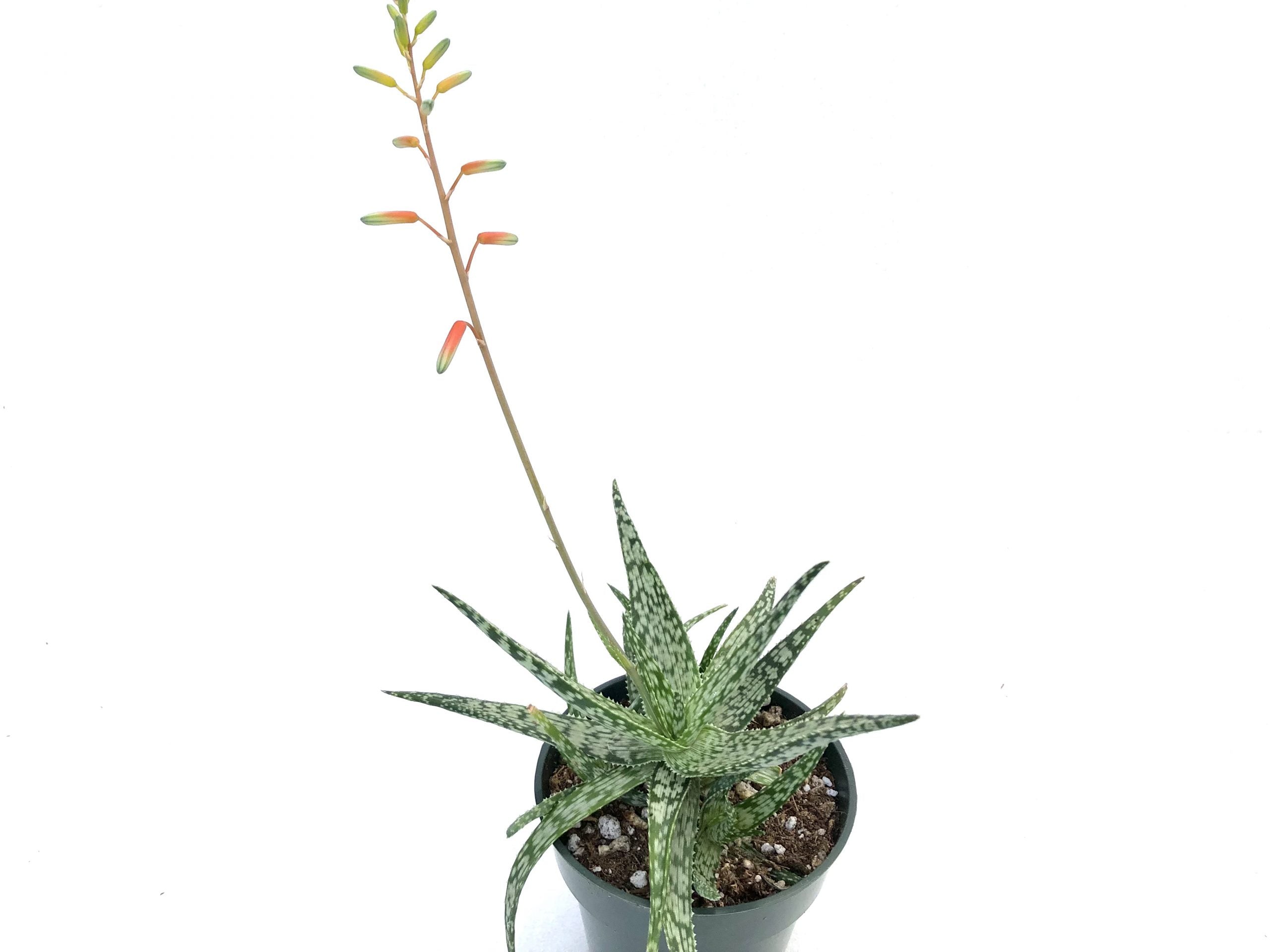 white beauty aloe vera plant Aloe white beauty – Rita Lee's Nursery