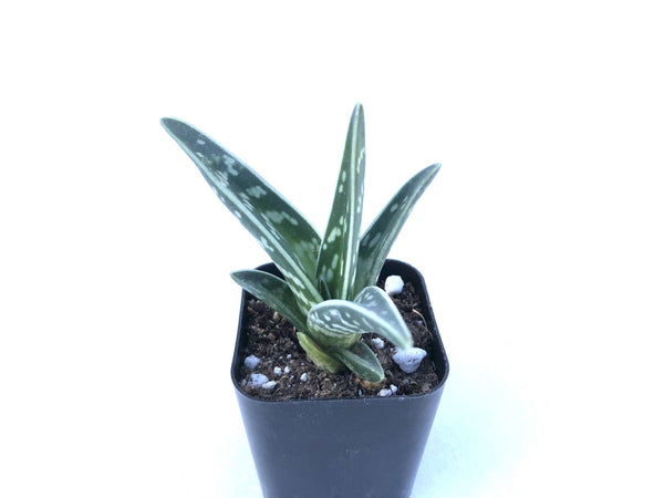 Aloe Variegata (Tiger Aloe, Partridge Breast), buy cacti online, online cacti store