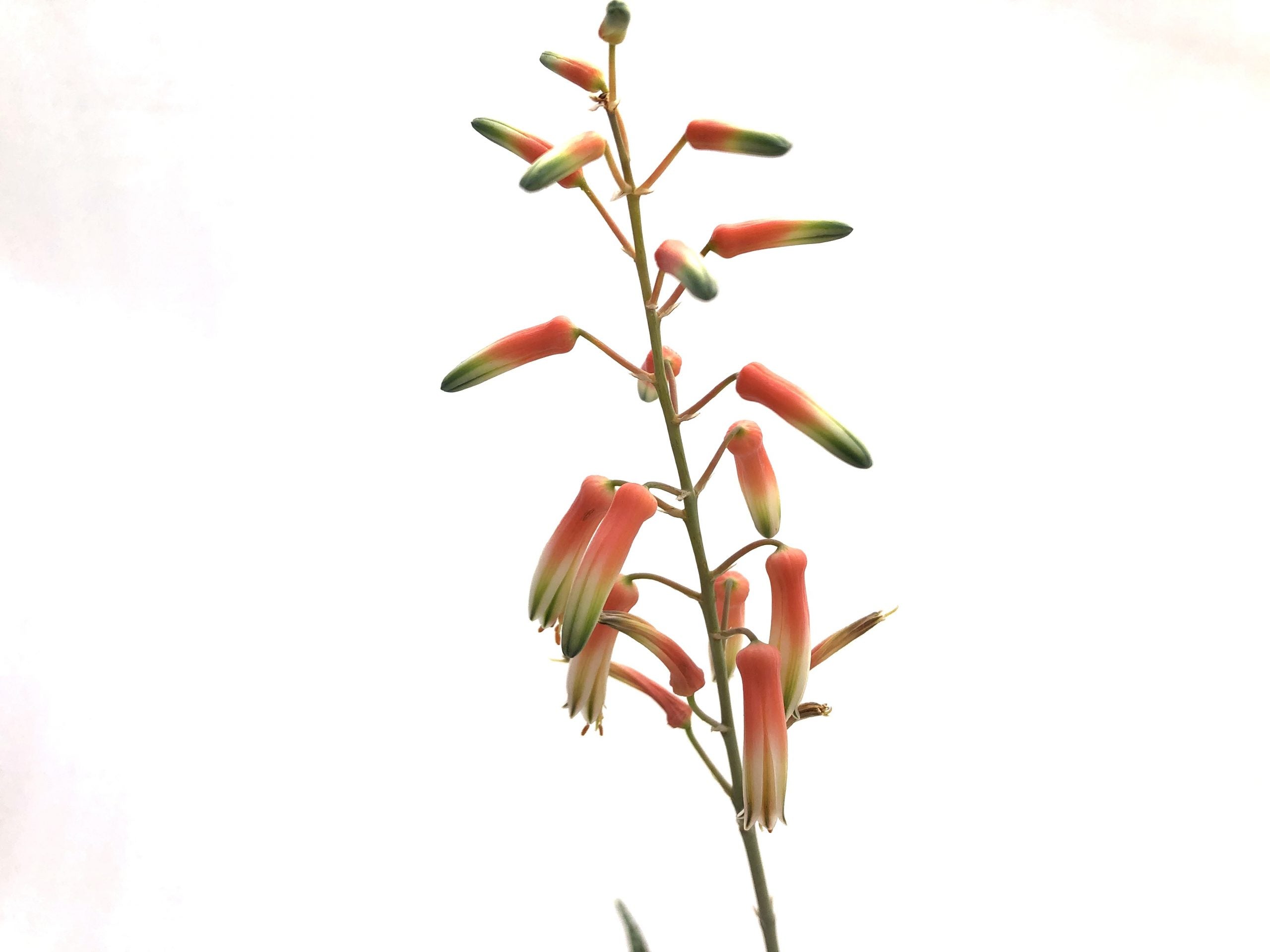 can you plant aloe and lavender together Aloe hybrid lavender – Rita Lee's Nursery