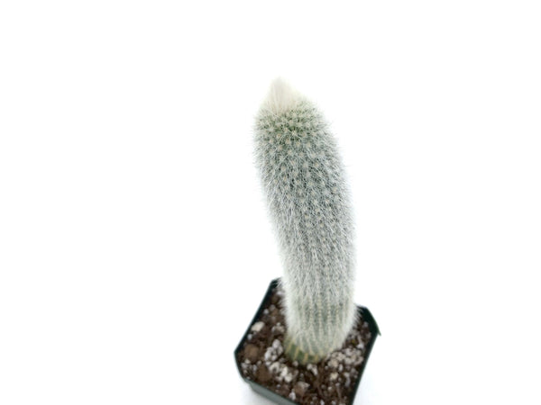 Cleistocactus strausii (Silver Torch)