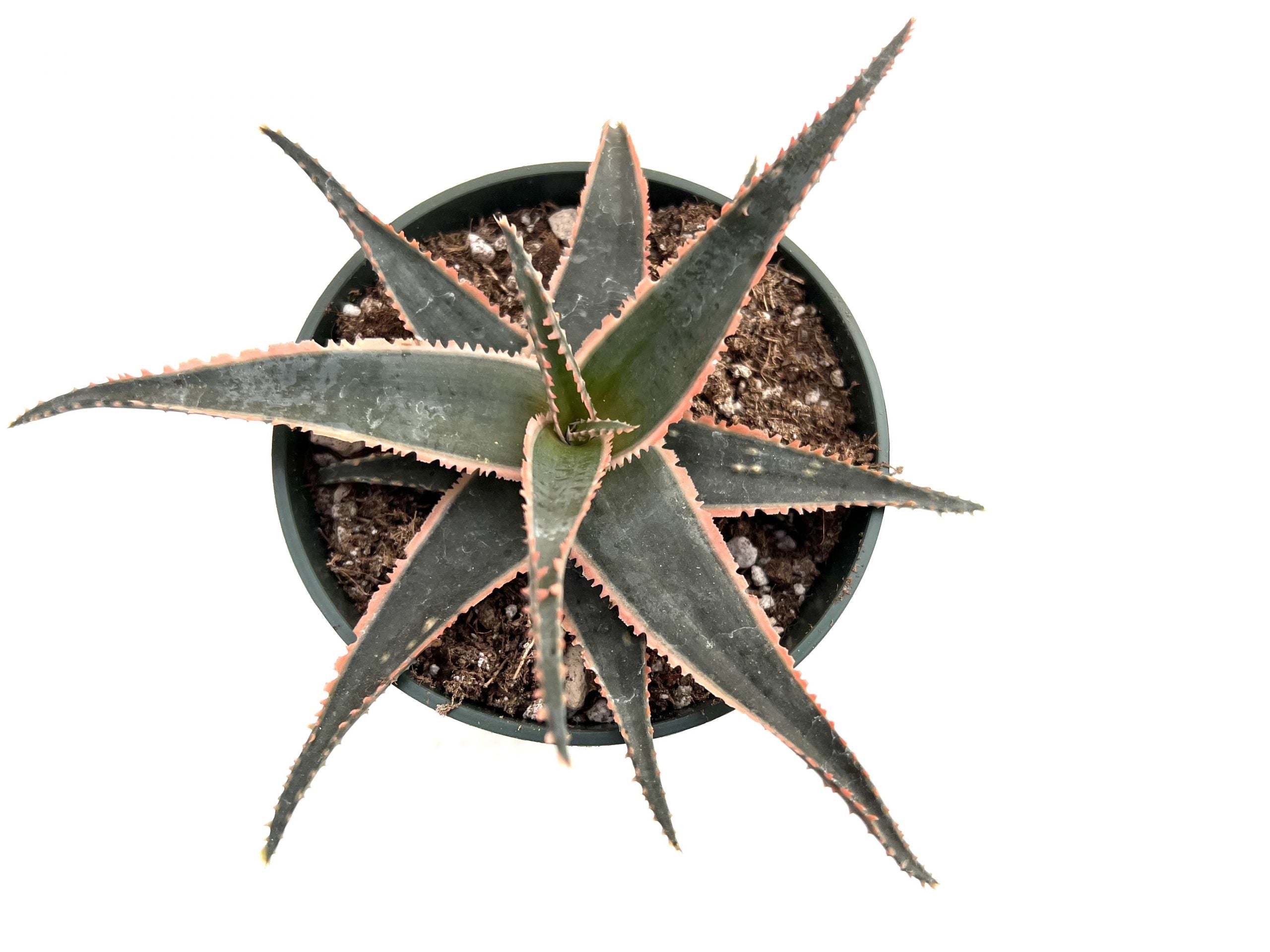 delray plants aloe vera Aloe dental works – Rita Lee's Nursery