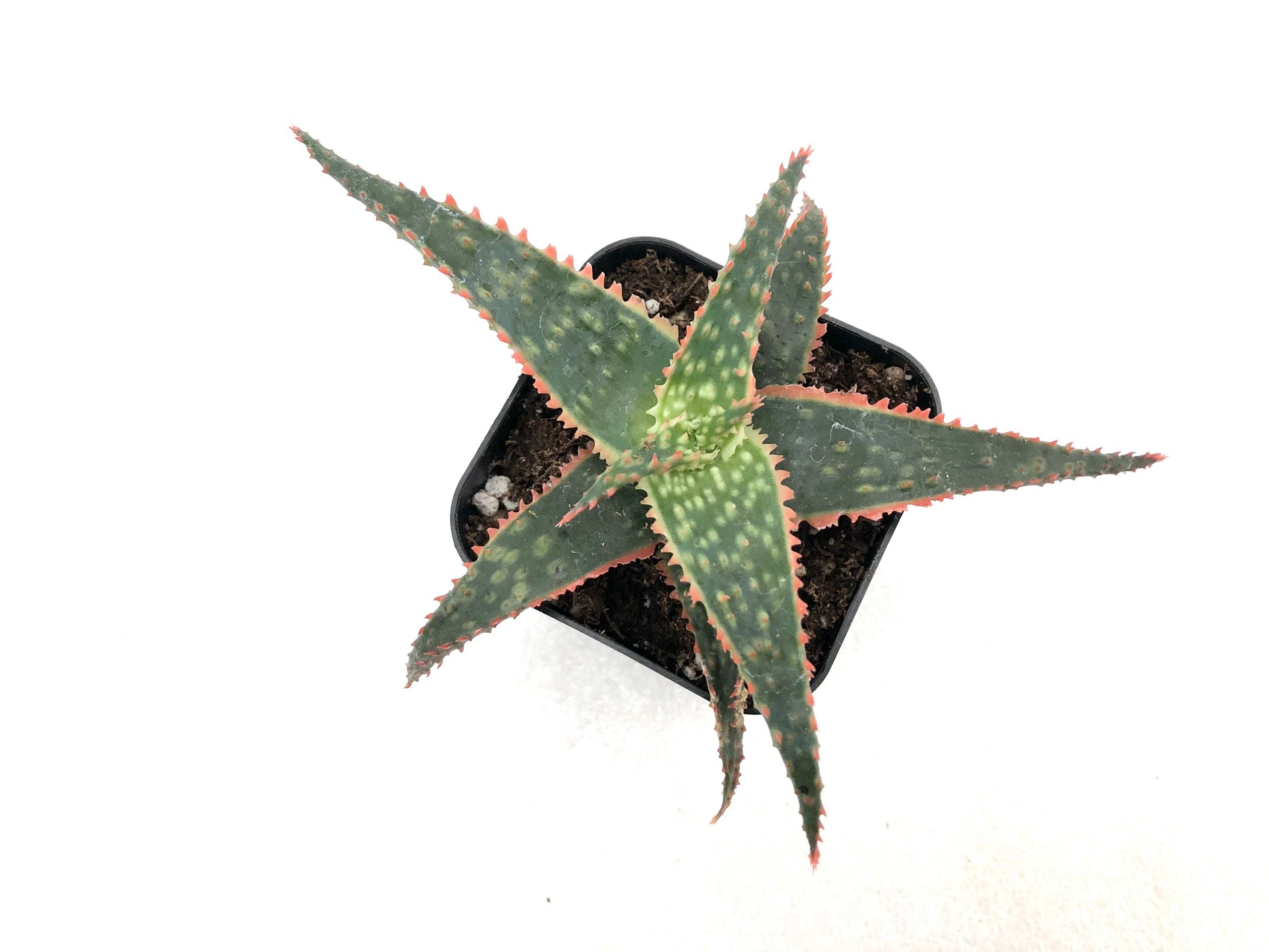 christmas carol succulent Aloe 'Christmas Carol' 4 Inch