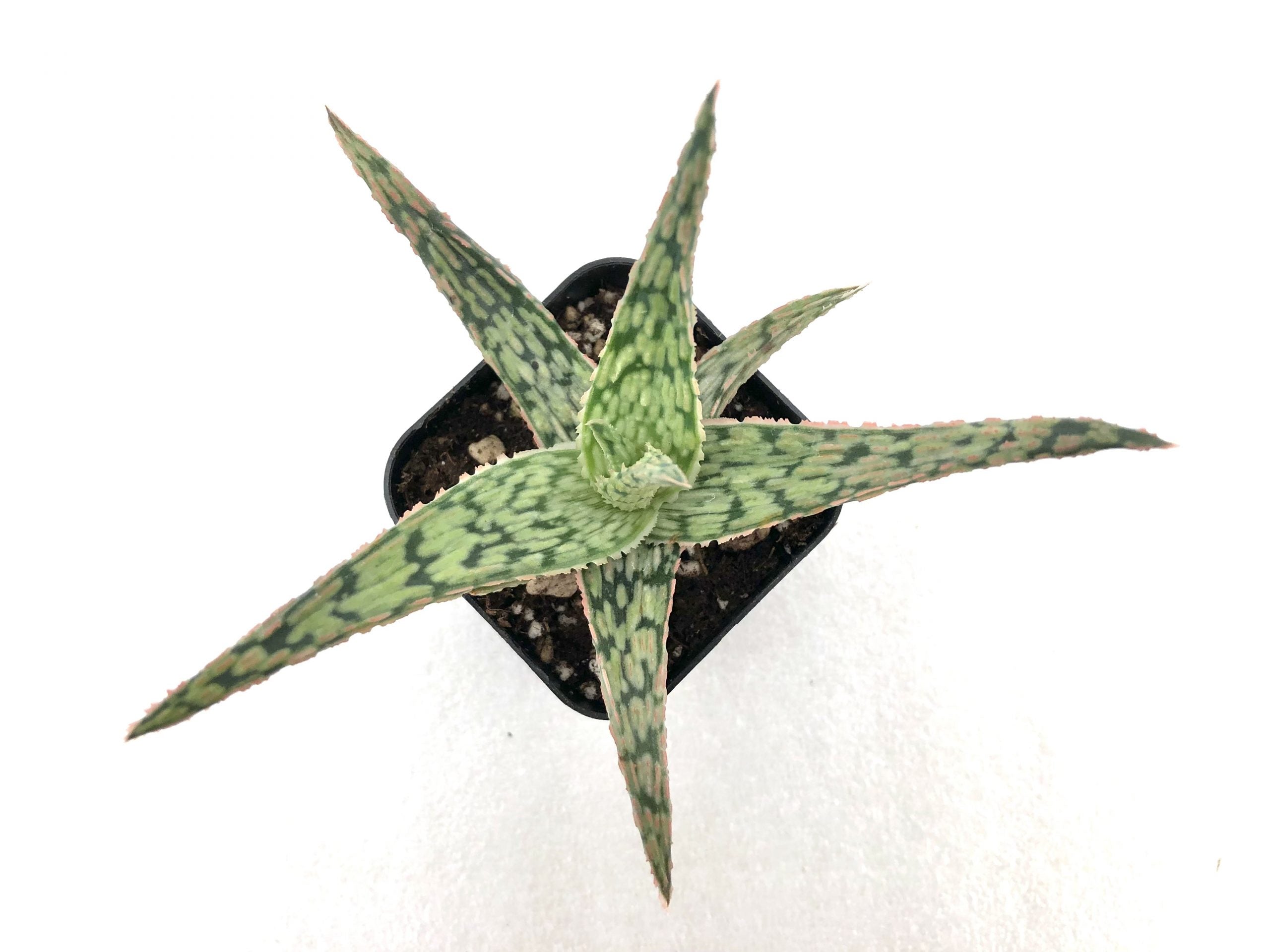 pink blush aloe vera plant Pink Blush Aloe Plant - 4" Pot